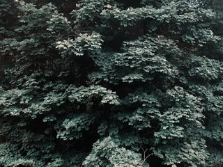 Land & Gardening